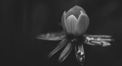 Close-up of flower