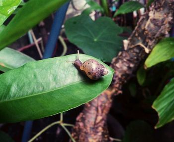 Close-up of insect on plant
