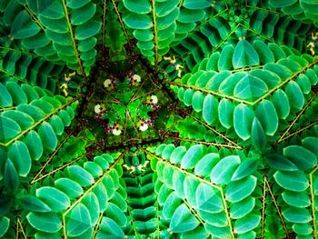 Full frame shot of green plant