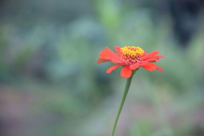 Close-up of red flower blooming outdoors