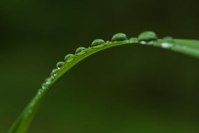 Close-up of wet plant