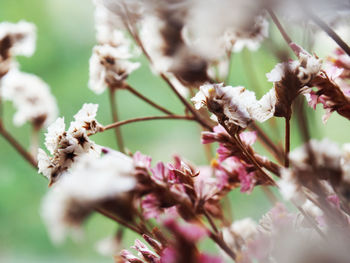 Close-up of cherry blossom on tree