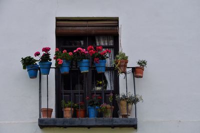 Low angle view of potted plants