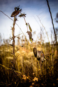 Close-up of crops on field against sky