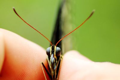 Close-up of hand feeding