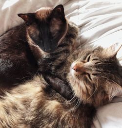 Cat resting on bed