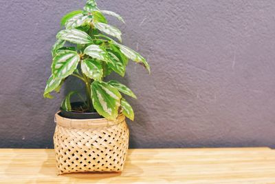 Close-up of potted plant on table against wall