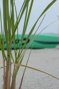 Close-up of grass by sea against sky