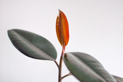 Close-up of orange flowering plant