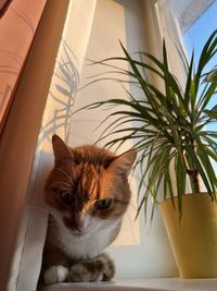 Cat sitting on table