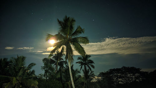 Low angle view of palm trees against sky at night