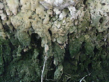 Extreme close up of tree trunk