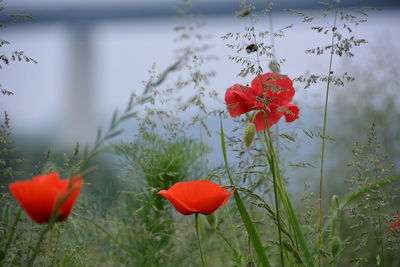 Close-up of red poppy blooming in field