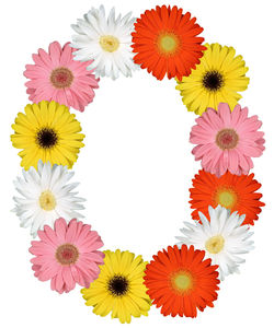 Close-up of pink flowers against white background