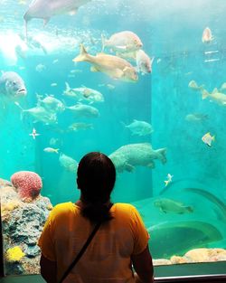 Rear view of fishes swimming in sea