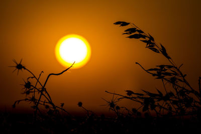 Silhouette plants against sky during sunset