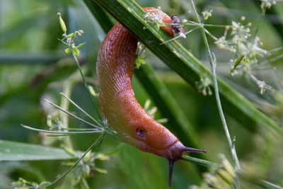 Close-up of snail on plant