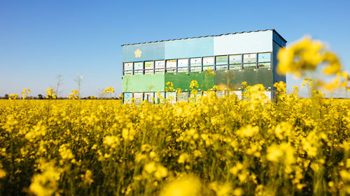 Scenic view of field against clear sky