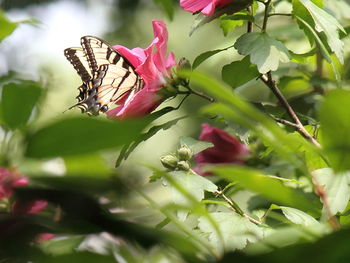 Close-up side view of butterfly on flower against blurred background