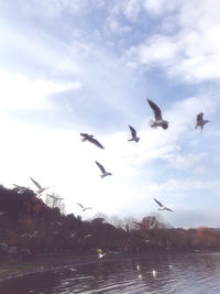 Seagulls flying in the sky