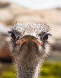 Close-up portrait of ostrich