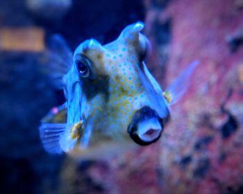 Close-up of fish swimming in sea