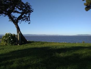 Scenic view of field against clear blue sky