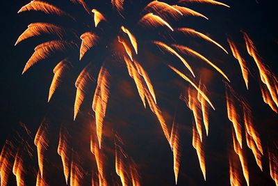 Low angle view of fireworks against sky at night