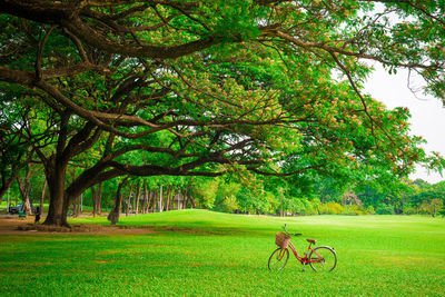 Trees in park