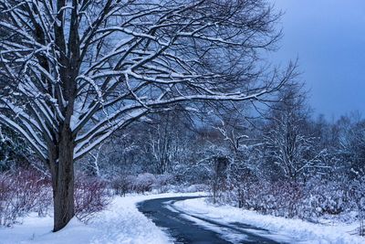 Bare trees on snow covered road in forest