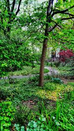 Scenic view of forest