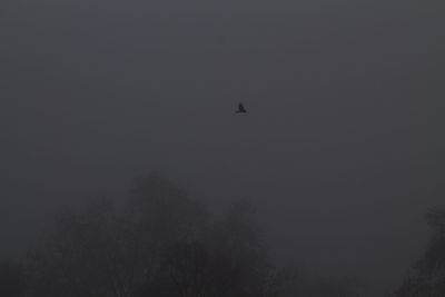 Low angle view of silhouette bird flying against clear sky