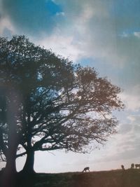 Low angle view of trees on field against sky