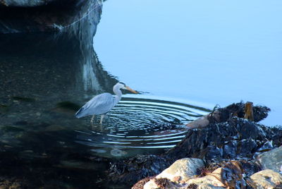 Bird swimming in lake