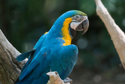 Close-up of blue macaw perching on wood