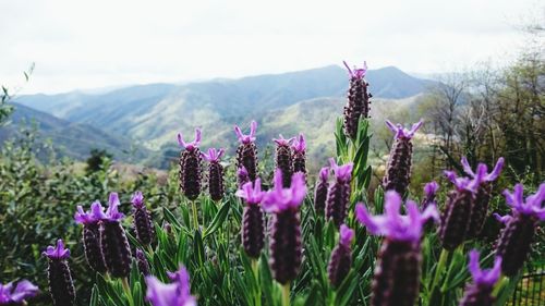 Close-up of purple flowers growing against mountains