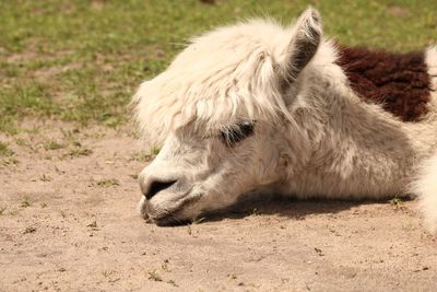 Close-up of a lama