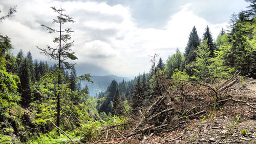 Trees in forest against sky