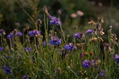 Blue petals of cornflower blooming on blur green leaves, know as bachelor's button or basket flower