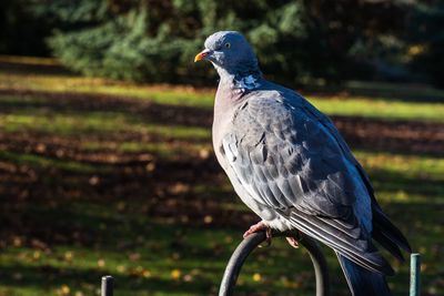 Close-up of pigeon perching on ground