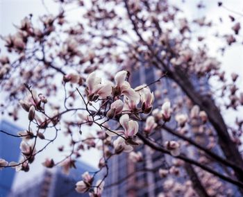 Low angle view of apple blossoms in spring