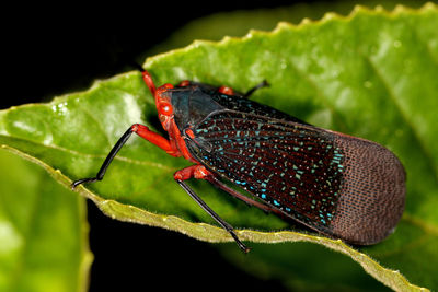 Close-up of insect on leaf