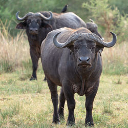 African buffalo, syncerus caffer, national parks of uganda