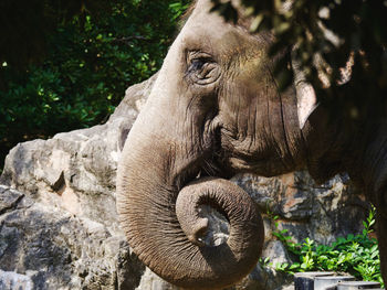 Close-up of a elephant in a forest