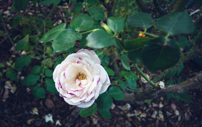 Close-up of pink flower