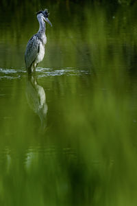 Grey heron bird perching on a lake