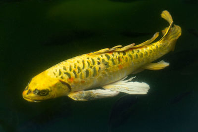 Close-up of fish swimming in sea