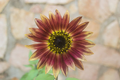 Close-up of flower blooming outdoors