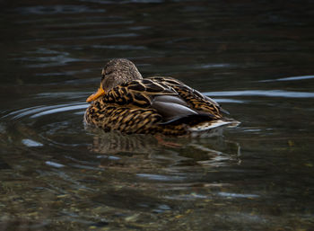 Close-up of duck swimming in lake