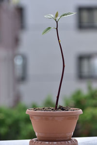 plant